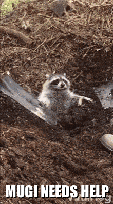 a raccoon is laying in the dirt next to a shovel with the words " mugi needs help " below it