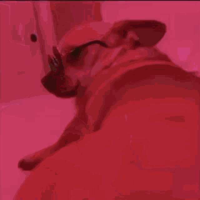 Dog Perrito GIF - Dog Perrito Doggy Dance GIFs