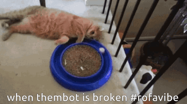 a cat laying on the floor next to a blue bowl of food