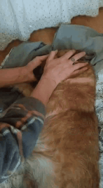 a person is petting a dog on a bed with a blanket .