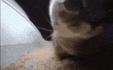 a close up of a hamster eating a pile of wood chips .