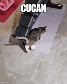 a cat is sitting on a bench with the word cucan written on it .