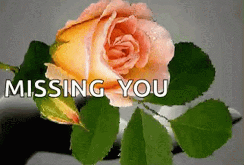 Missing You Flowers GIF