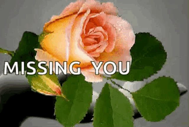 a pink rose with green leaves and the words `` missing you '' written on it .