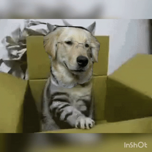 Cat Box Dog Box GIF - Cat Box Dog Box Bd Box GIFs
