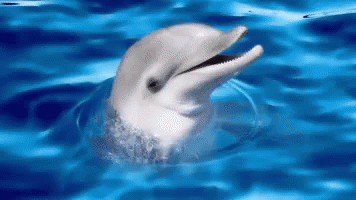 Happy Dolphin GIF - Happy Dolphin Laugh GIFs