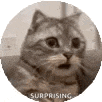 a close up of a cat 's face in a circle with the words `` surprised '' written on it .