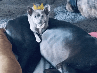 a small dog wearing a crown sits on top of a larger dog