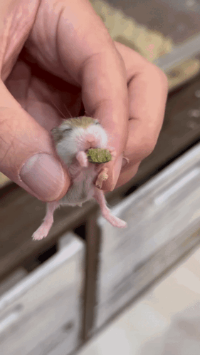 Hamster Rat GIF - Hamster Rat Mouse GIFs