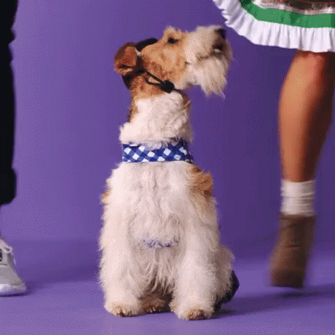 Holiday Dance GIF - Holiday Dance Party GIFs