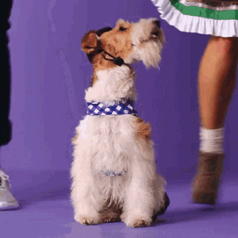 a small dog wearing a headset is sitting next to a woman in a green dress .