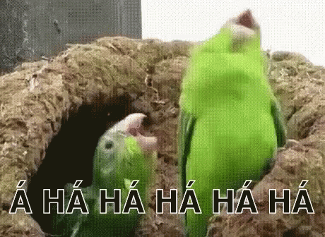 Vẹt Buồncười éochịuđược Hahaha Cườito Mắccười Gif GIF - Parrot Lol Laughable GIFs