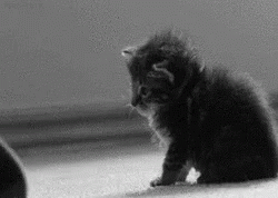 Cat Boop GIF - Cat Boop Cute GIFs