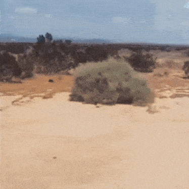 a blurred image of a desert with trees and bushes