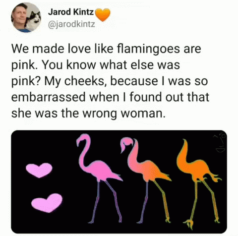 Love Humor GIF - Love Humor Flamingo GIFs