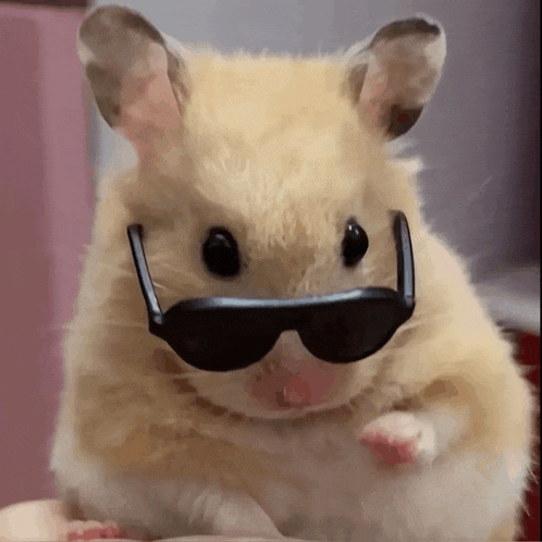 a close up of a hamster wearing sunglasses looking at the camera