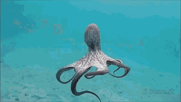 Octopus Octopus Parachute GIF - Octopus Octopus Parachute Swim GIFs