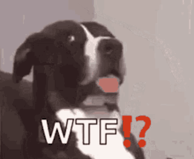 a black and white dog with its tongue out and the words wtf written in red