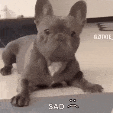 a french bulldog is laying on top of a table with a sad face on its face .
