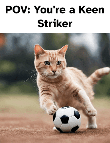 a picture of a cat playing with a soccer ball with the caption " you 're a keen striker "