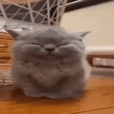 a cat is sitting on a wooden floor with its eyes closed .