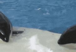 a couple of killer whales are swimming in the ocean