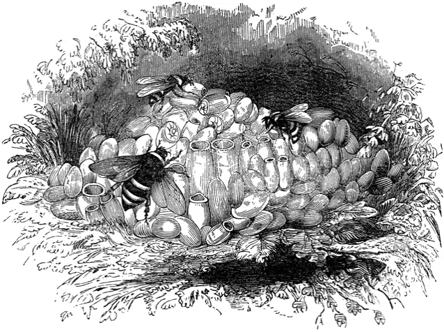 a black and white drawing of a nest with bees