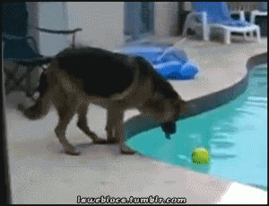 Water Splat GIF - Water Splat Dog GIFs
