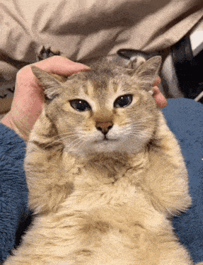 a person is petting a fluffy cat with their hand