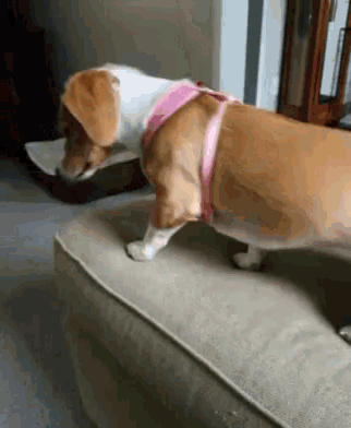 a brown and white dog wearing a pink harness is walking on a couch .
