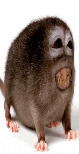a close up of a rat with a monkey face and teeth