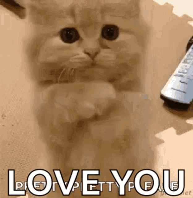 a kitten is sitting on a table with its paws crossed and a remote control in the background .