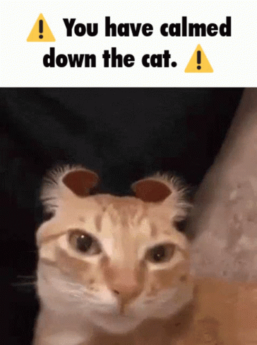 You Have Calmed Down The Cat You Have Alerted The Cat GIF - You Have Calmed Down The Cat You Have Alerted The Cat You Have Alerted GIFs