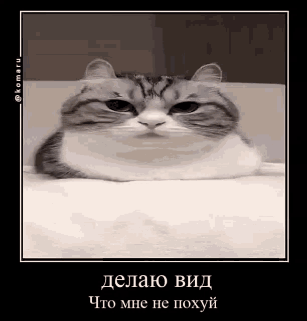 a cat is laying on a bed and looking at the camera with a foreign language caption .