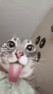 a close up of a cat 's face with donuts on the wall behind it