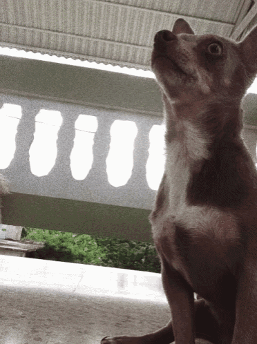 a brown and white dog is looking up at something