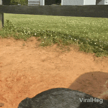 Digging A Water Through Viralhog GIF - Digging A Water Through Viralhog Digging Vigorously GIFs
