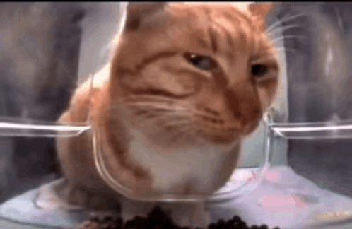 Cat He Knows What You Are GIF - Cat He Knows What You Are GIFs