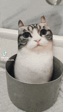 a cat is sitting in a pot with a tiktok watermark on it