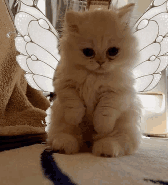 a fluffy kitten wearing fairy wings is sitting on a blanket