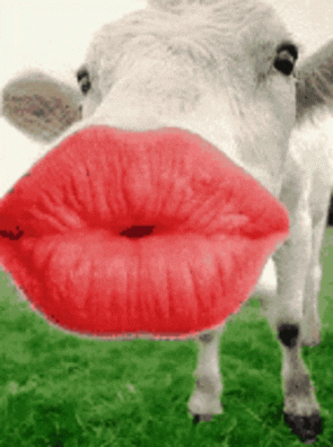 a close up of a cow with red lips on its face