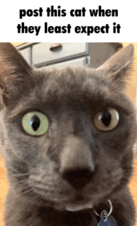 a gray cat with green eyes is looking at the camera with the caption post this cat when they least expect it