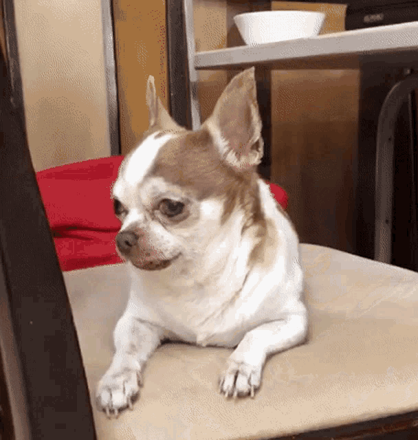 a brown and white dog laying on a chair