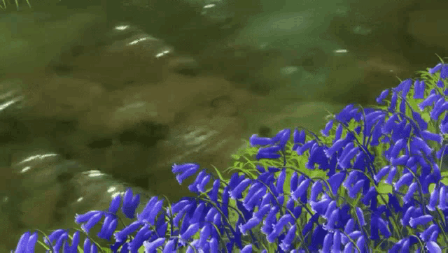 a bunch of purple flowers growing next to a body of water