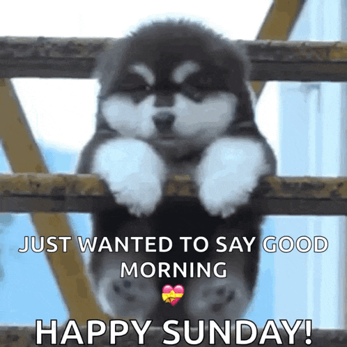 a puppy is hanging over a fence with the words just wanted to say good morning happy sunday
