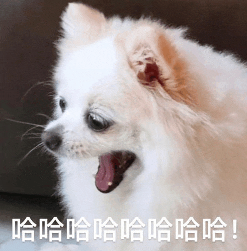 a small white dog with chinese writing on the bottom of it