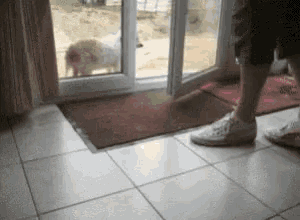 Clean Paws GIF - Clean Paws Dog Thoughts GIFs