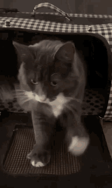 a gray and white cat standing in a black and white cage