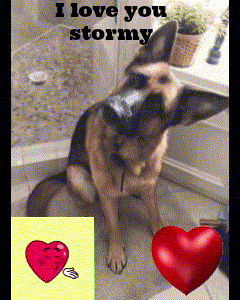 a german shepherd with a shoe in its mouth and the words " i love you stormy "