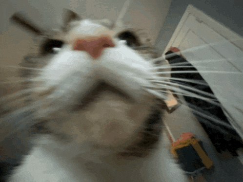 a blurry picture of a cat 's face looking at the camera